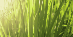 Lyposingrass – A Complete Guide to Growing and Cooking With It